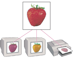 The same RGB values interpreted differently by each device's color space