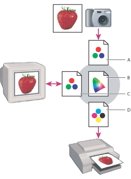 Illustration of Managing color with profiles with these callouts: A. Profiles describe the color spaces of the input device and the document. B. Using the profiles' descriptions, the color management system identifies the document's actual colors. C. The monitor's profile tells the color management system how to translate the numeric values to the monitor's color space. D. Using the output device's profile, the color management system translates the document's numeric values to the color space of the output device so the actual colors are printed.